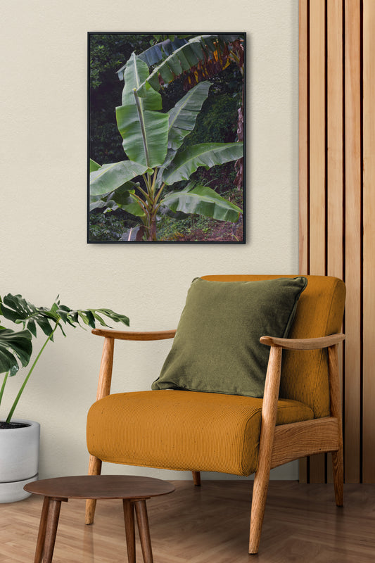 A photo of a little banana tree in the hills of St. Andrew, Jamaica hanging on the wall above a yellow accent chair.