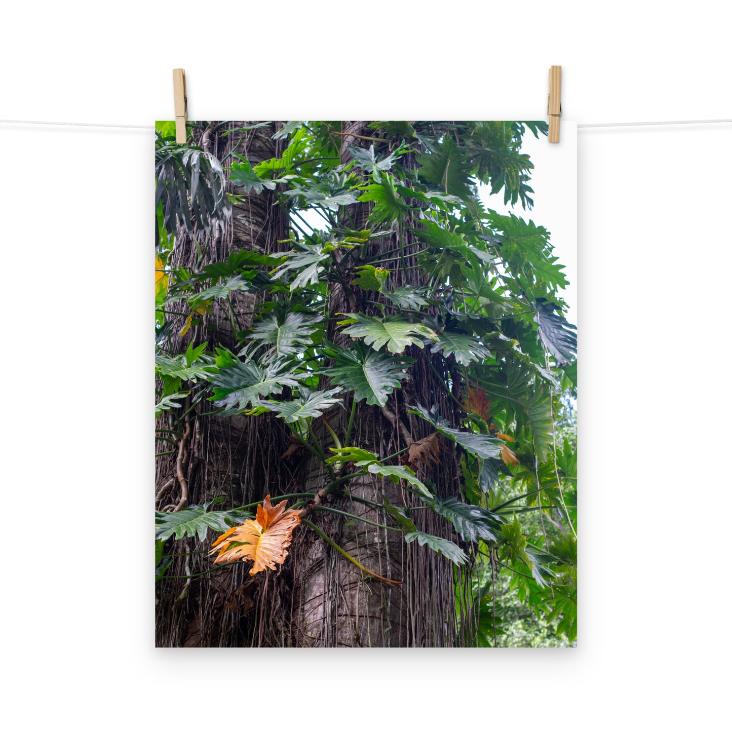A photo of exotic Philodendron vines climbing a tree in the hills of Hanover, Jamaica.