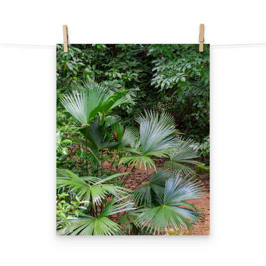 A photo of a wild baby footstool palm plant in the hills of Hanover, Jamaica.