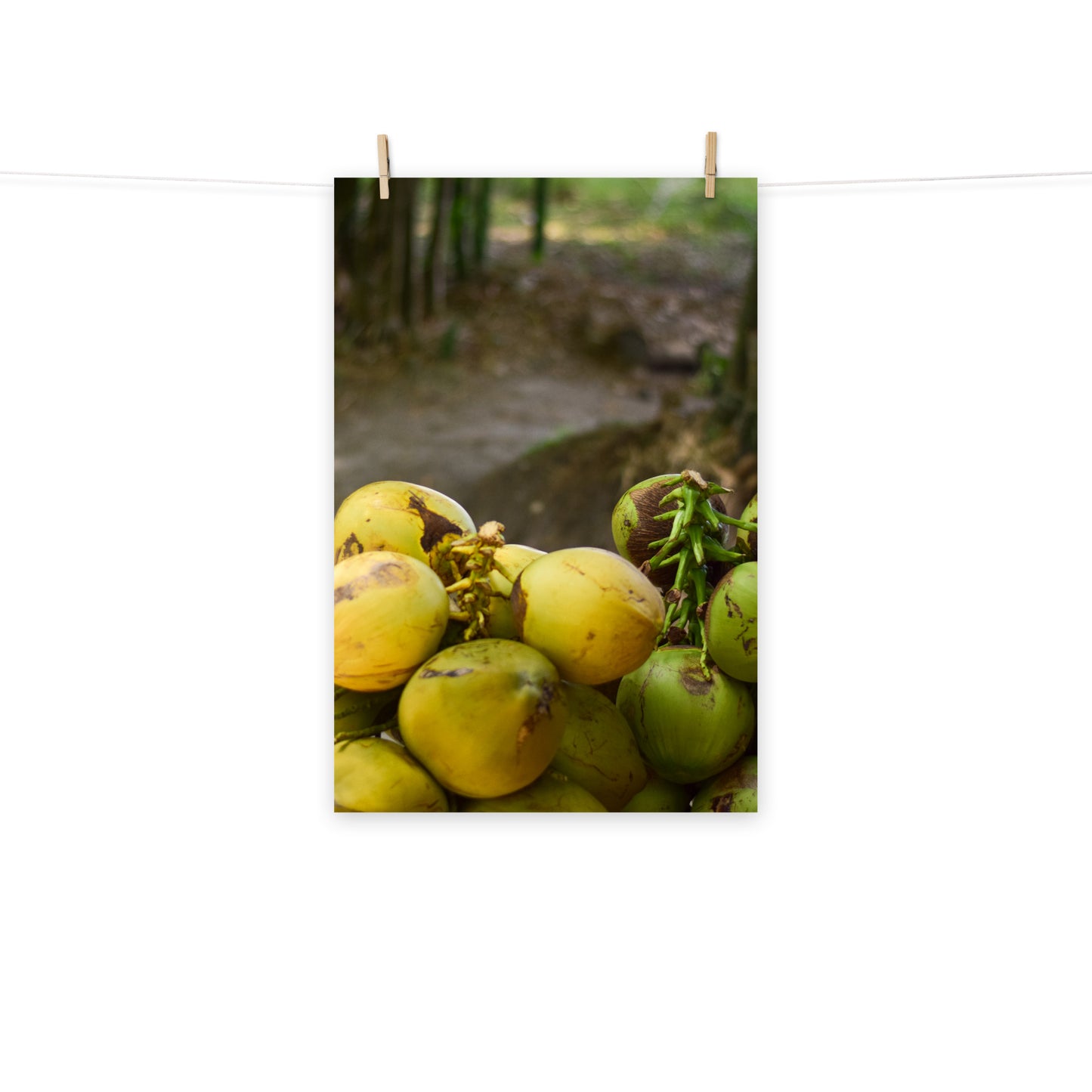 A vibrant photo of a stack of coconuts on the roadside of Holland Bamboo in St. Elizabeth, Jamaica.