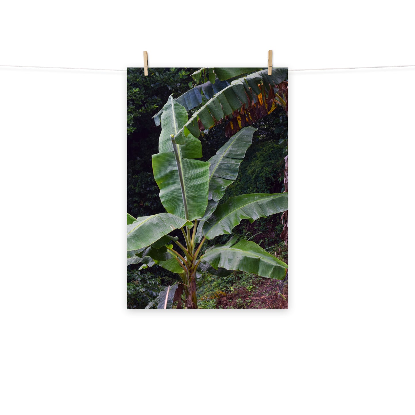 A photo of a little banana tree in the hills of St. Andrew, Jamaica.
