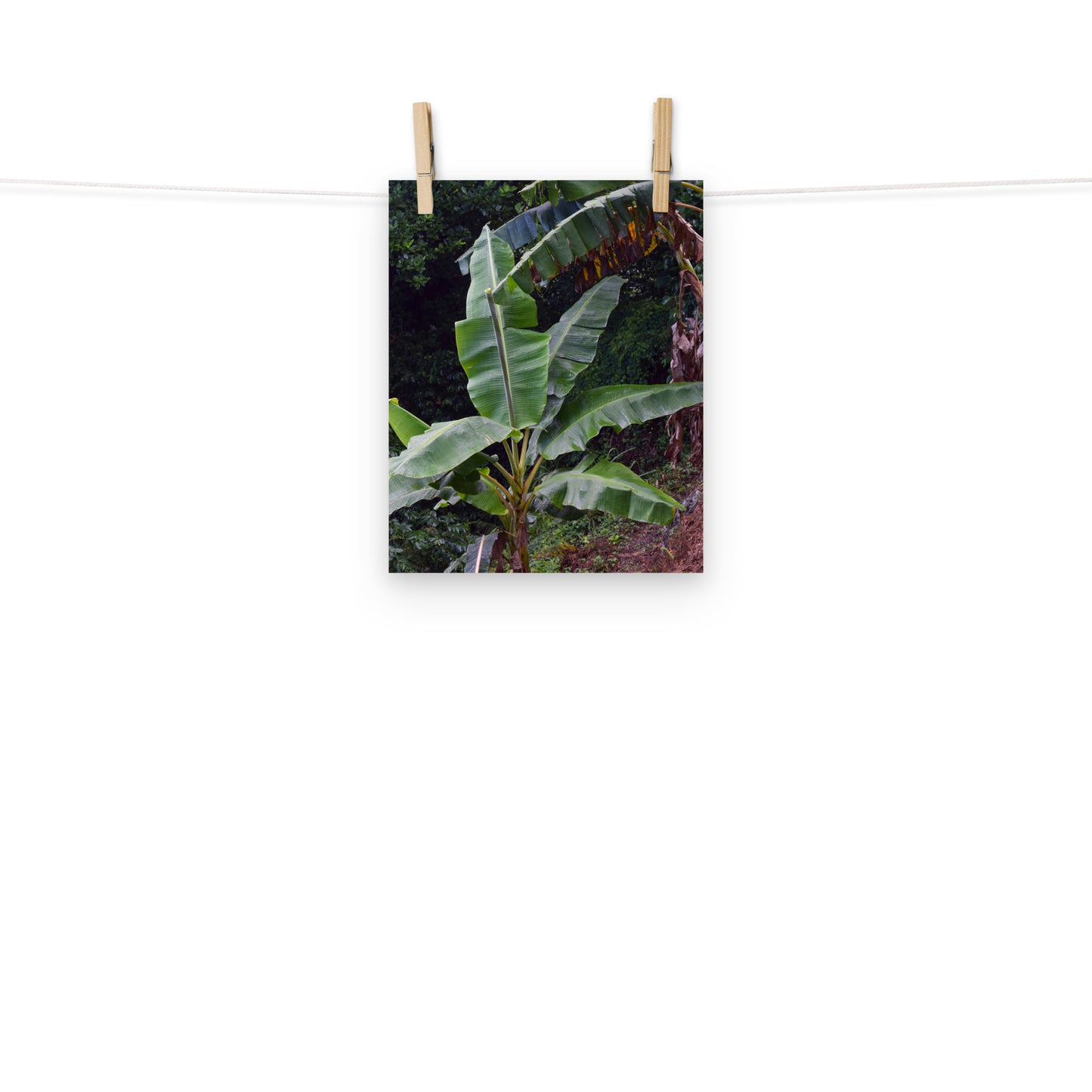 A photo of a little banana tree in the hills of St. Andrew, Jamaica.