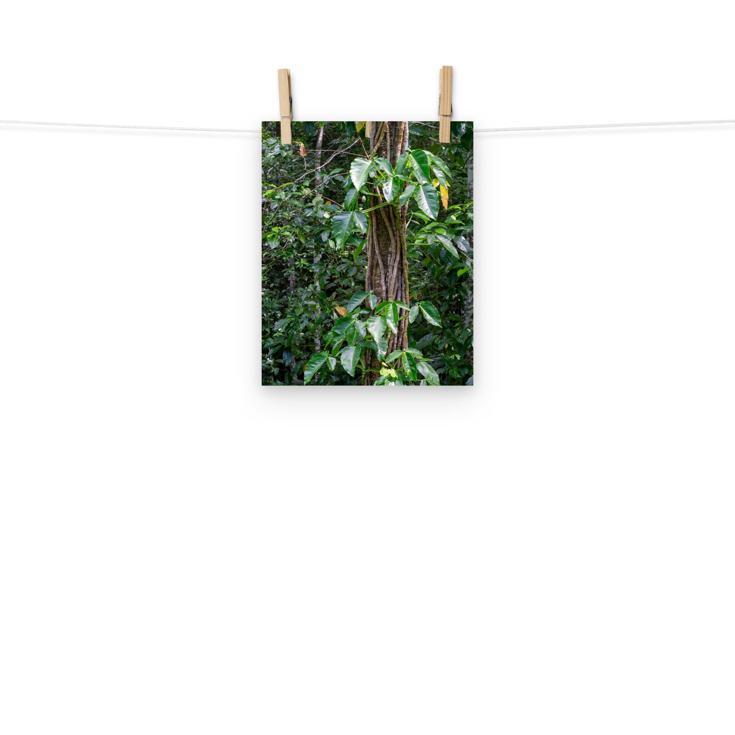 A photo of Philodendron vines climbing a tree in the hills of Hanover, Jamaica.