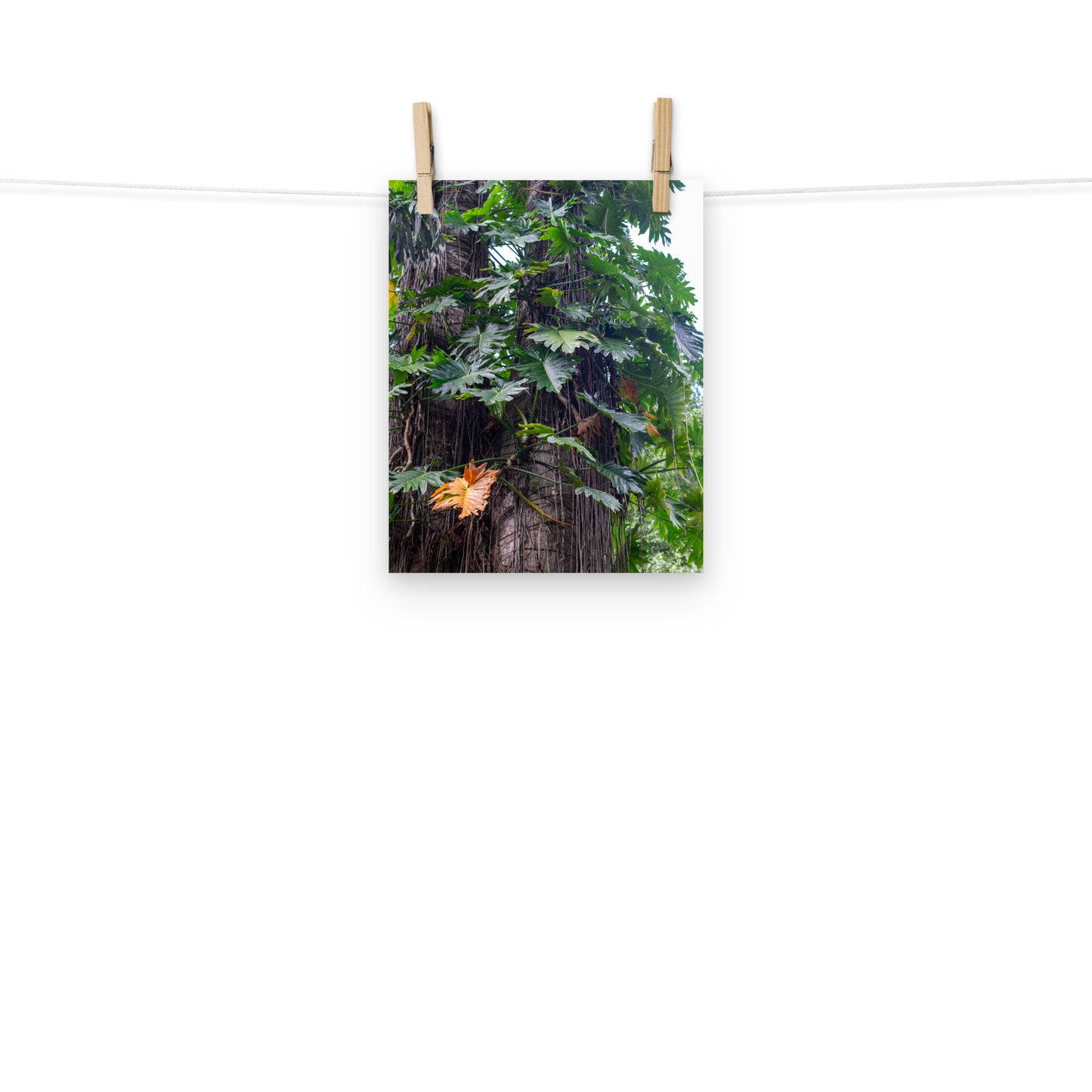 A photo of exotic Philodendron vines climbing a tree in the hills of Hanover, Jamaica.