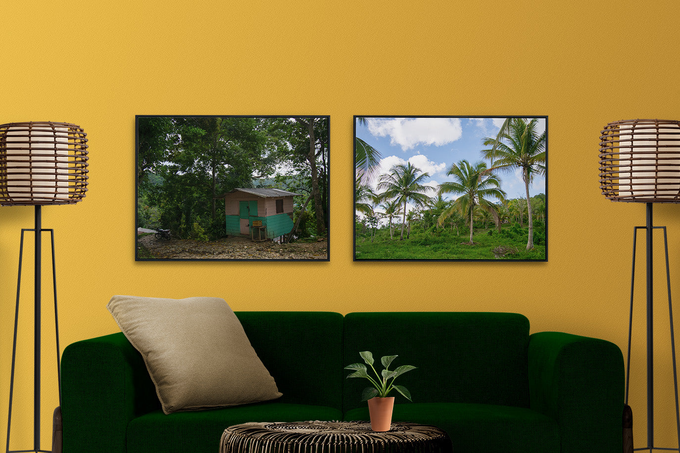 A photo of a field of coconut trees in the hills of Hanover, Jamaica. Jamaican art, gallery wall.