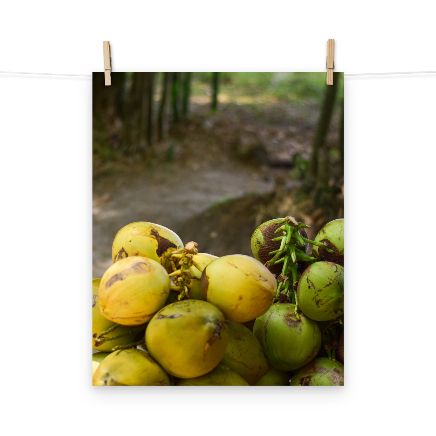 A vibrant photo of a stack of coconuts on the roadside of Holland Bamboo in St. Elizabeth, Jamaica.