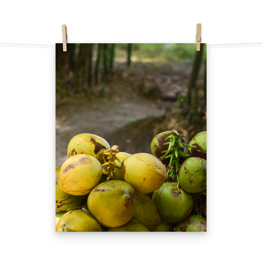 A vibrant photo of a stack of coconuts on the roadside of Holland Bamboo in St. Elizabeth, Jamaica.