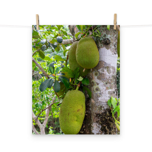 A vibrant photo of the exotic jackfruit tree in the hills of Hanover, Jamaica.