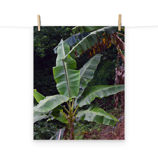 A photo of a little banana tree in the hills of St. Andrew, Jamaica.