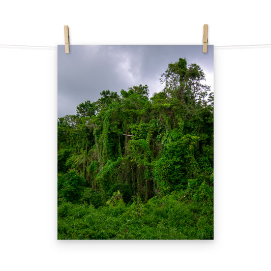 A photo of wild trees and vines under a cloudy sky in the hills of Hanover, Jamaica.