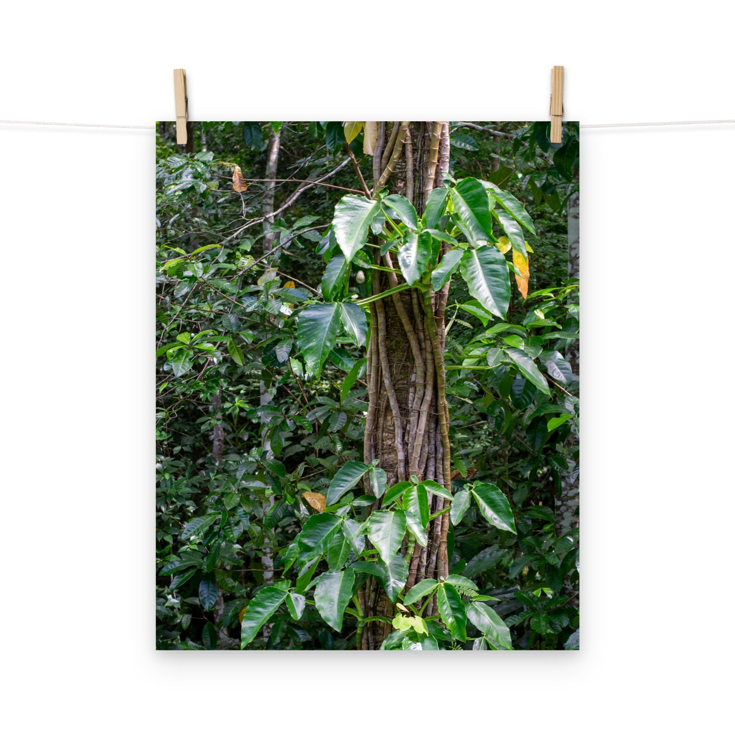 A photo of Philodendron vines climbing a tree in the hills of Hanover, Jamaica.