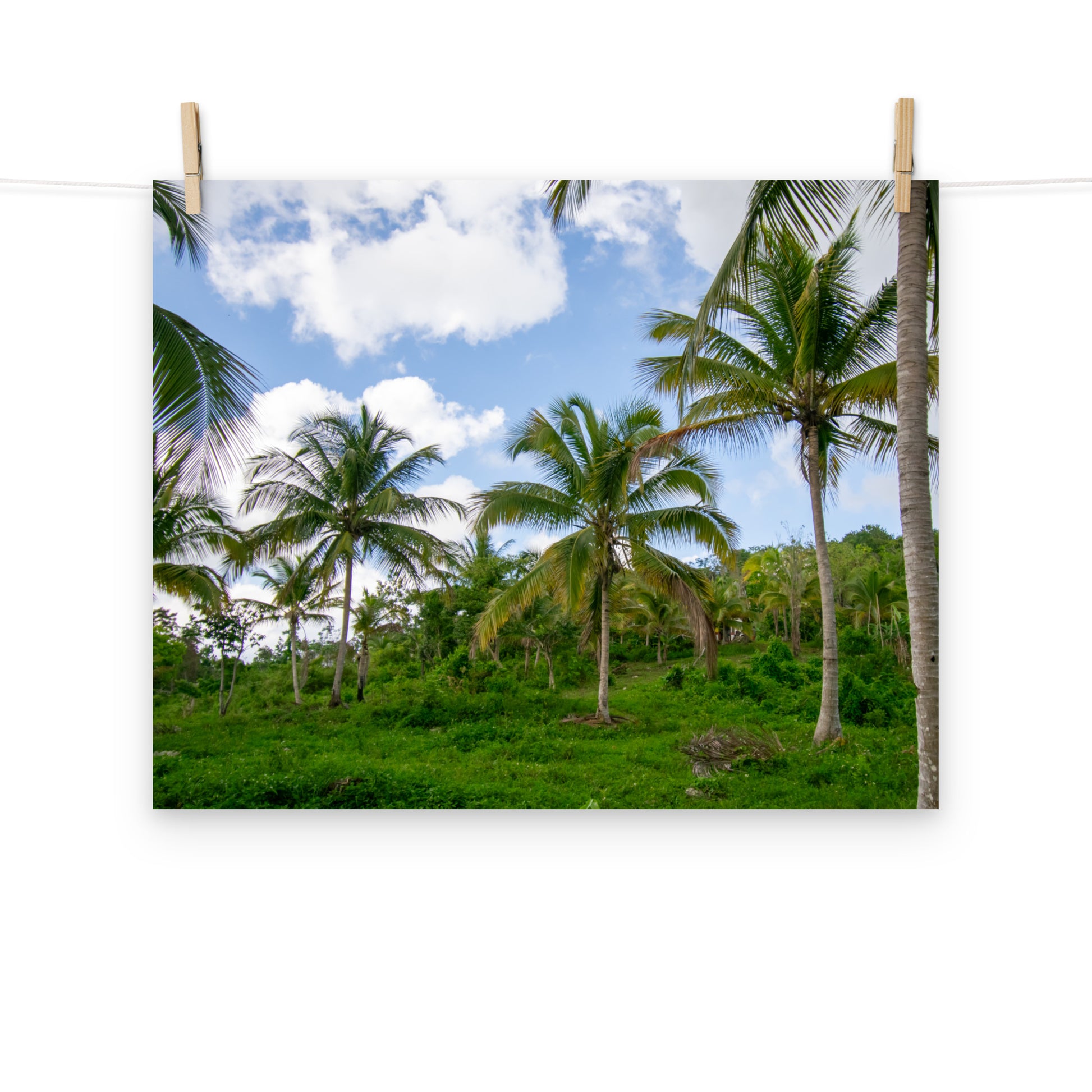 A photo of a field of coconut trees in the hills of Hanover, Jamaica.