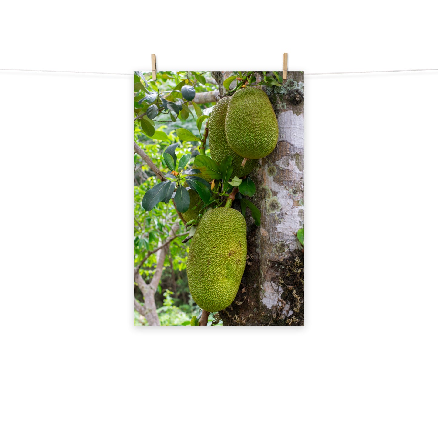 A vibrant photo of the exotic jackfruit tree in the hills of Hanover, Jamaica.