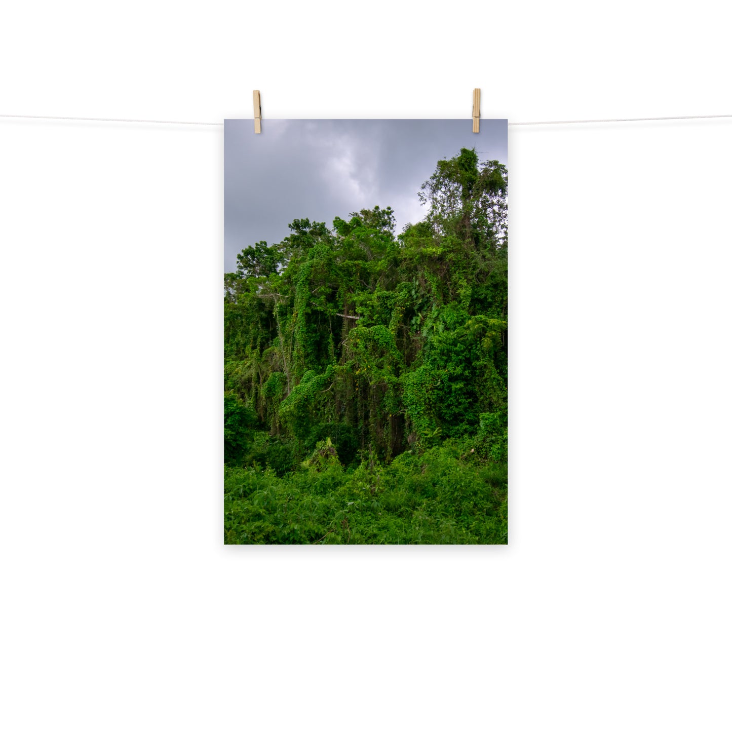 A photo of wild trees and vines under a cloudy sky in the hills of Hanover, Jamaica.