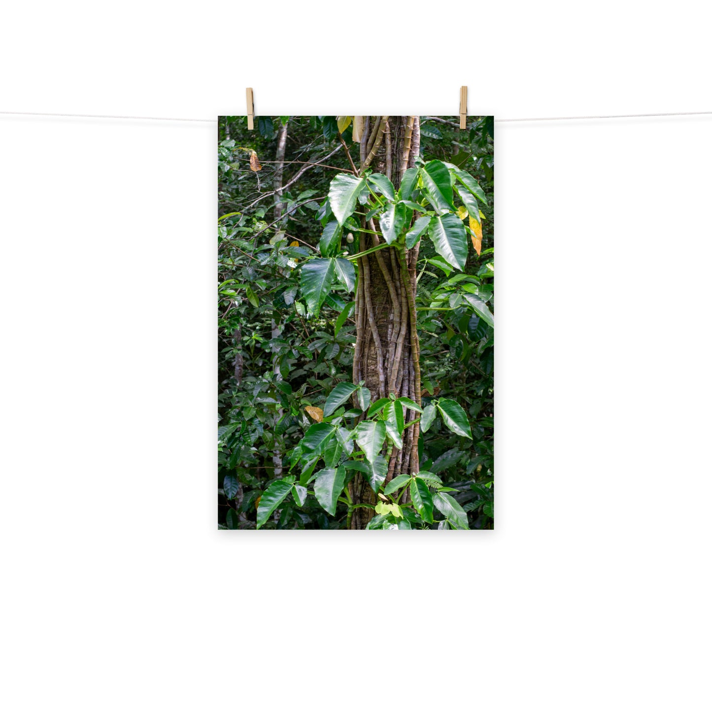 A photo of Philodendron vines climbing a tree in the hills of Hanover, Jamaica.