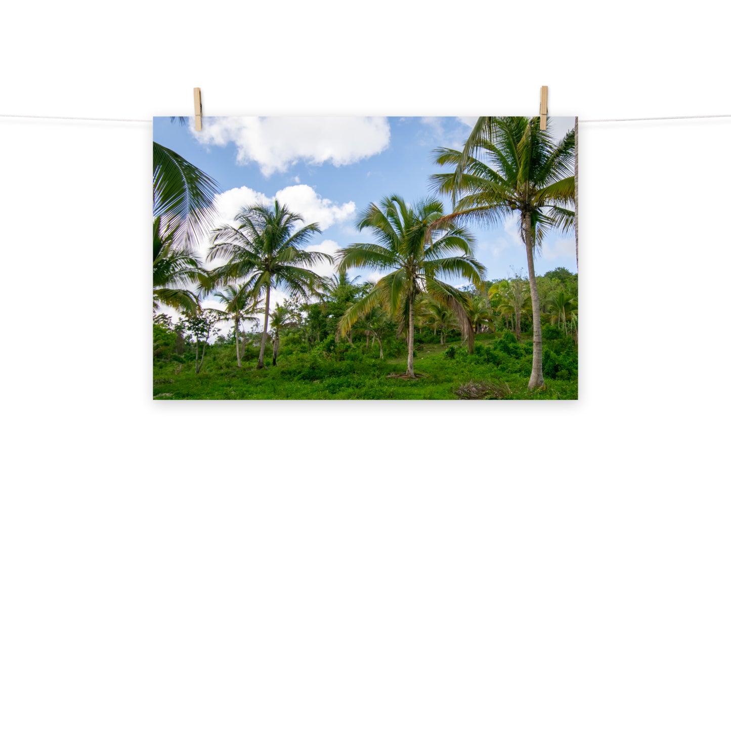 A photo of a field of coconut trees in the hills of Hanover, Jamaica.