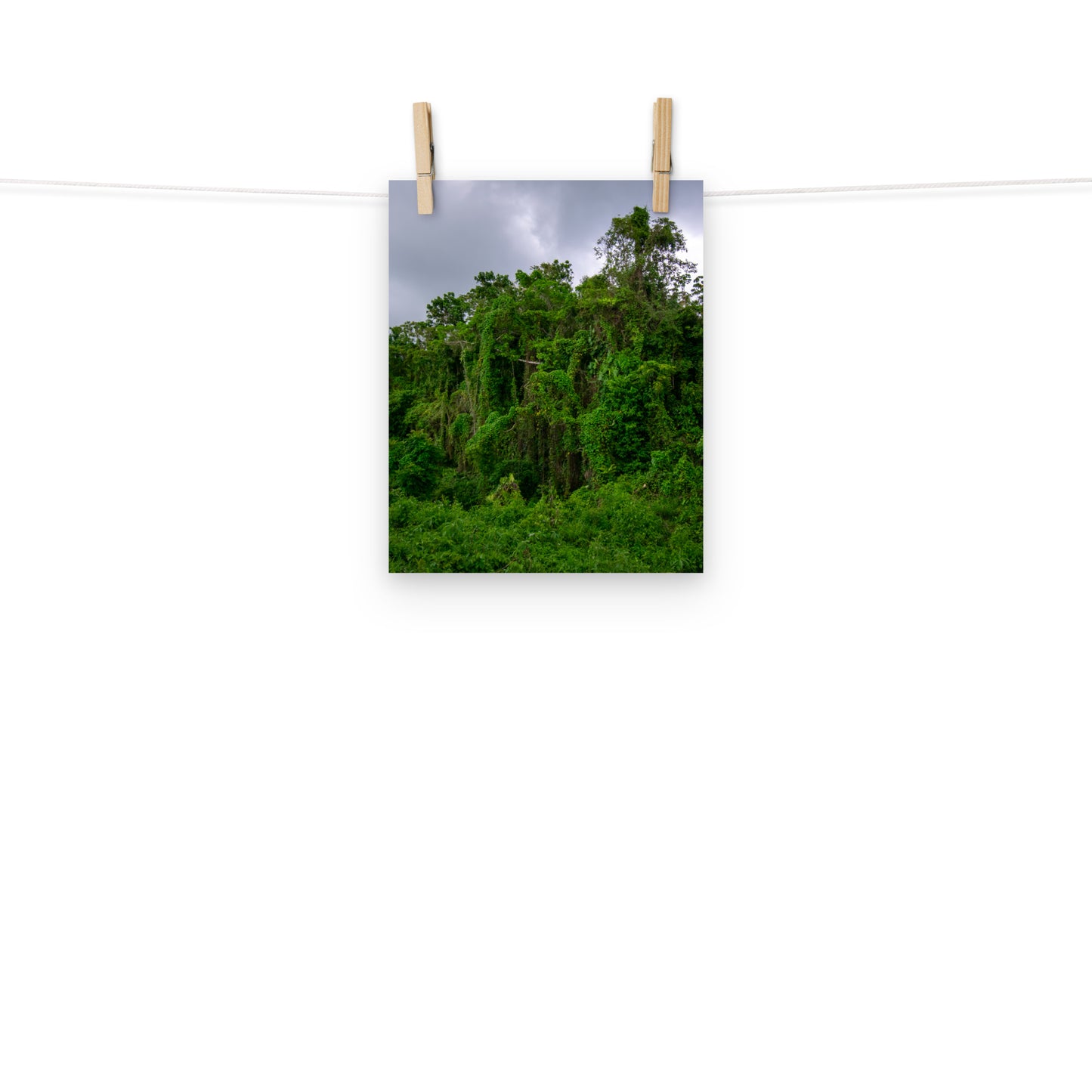 A photo of wild trees and vines under a cloudy sky in the hills of Hanover, Jamaica.