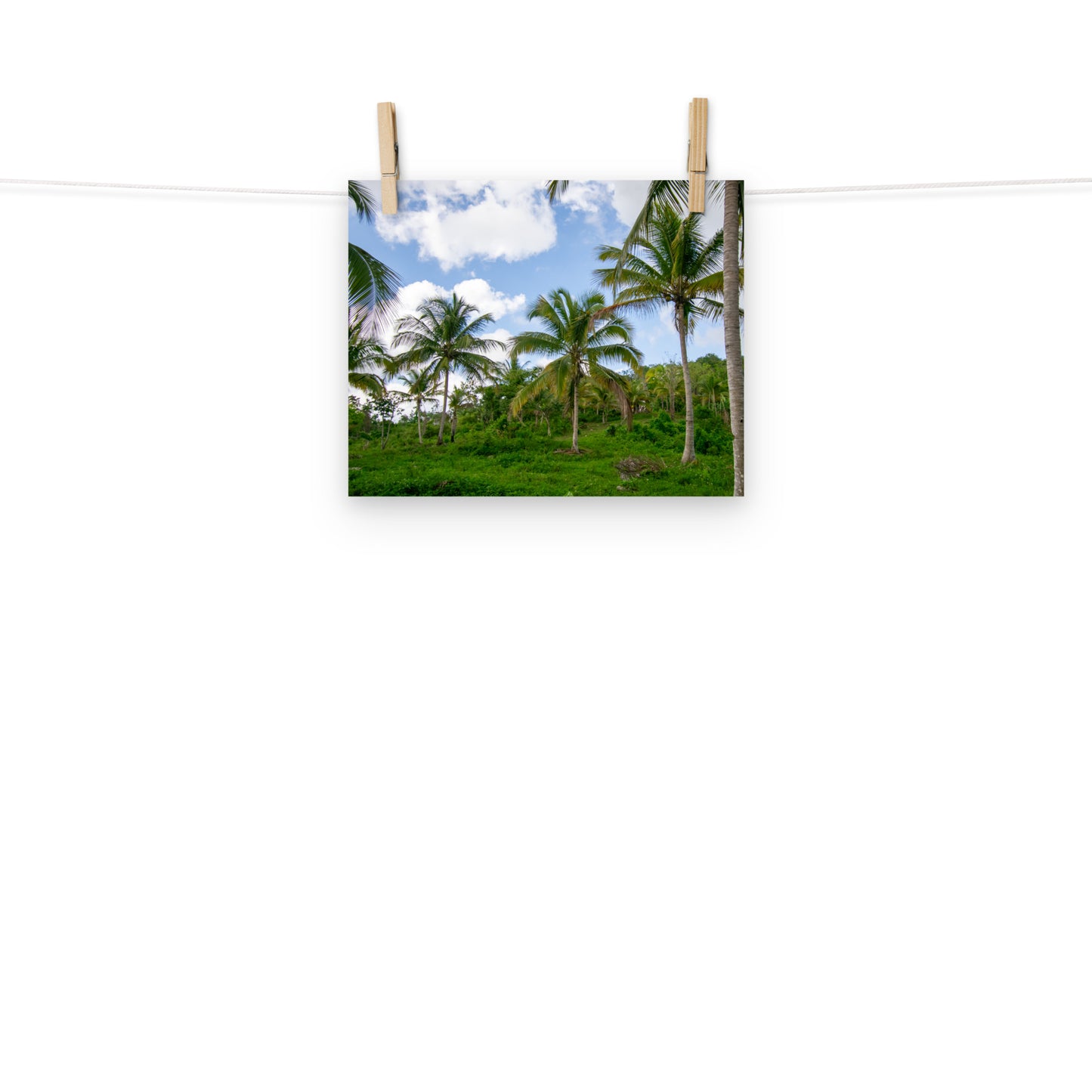 A photo of a field of coconut trees in the hills of Hanover, Jamaica.